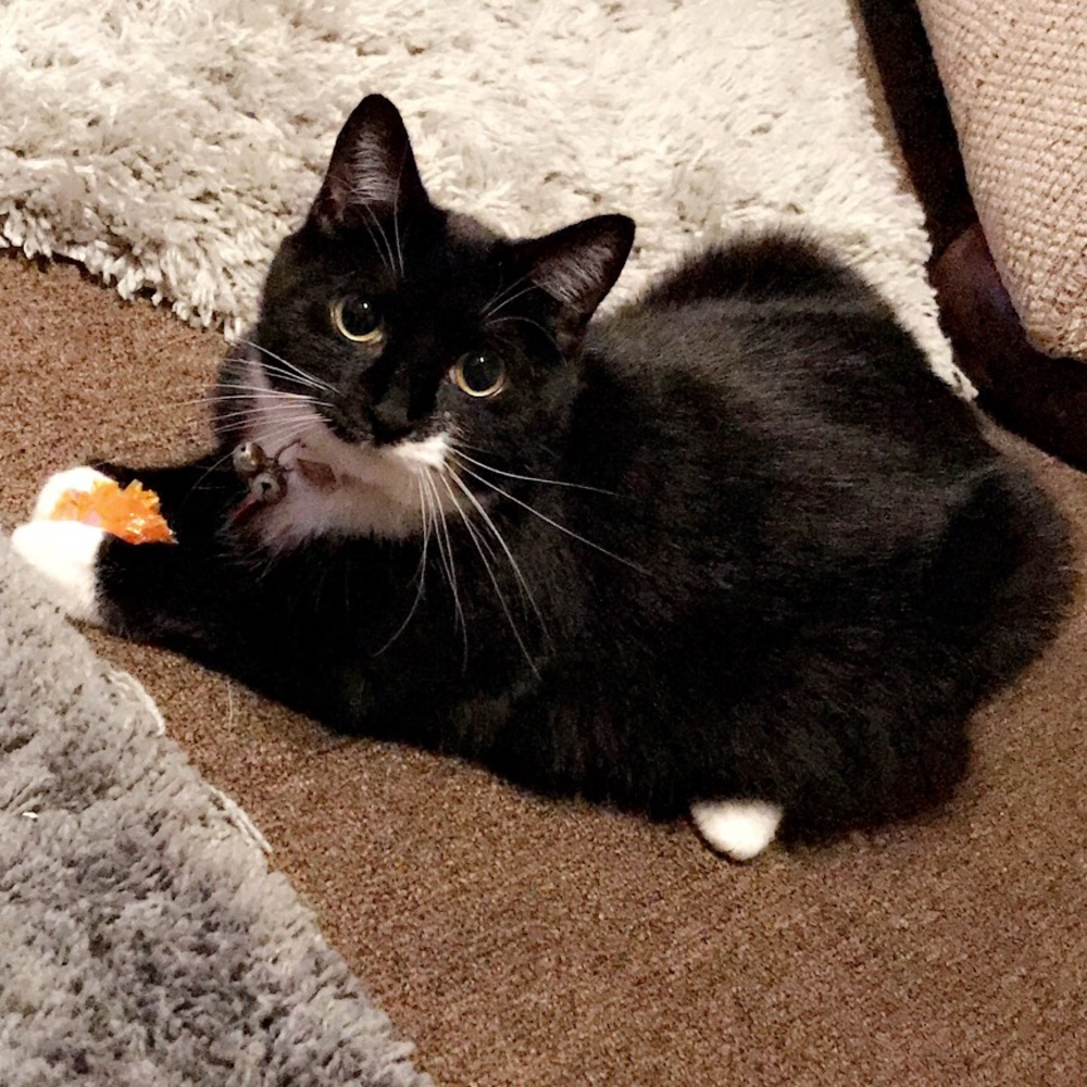 Meet your Posher, Bobbie